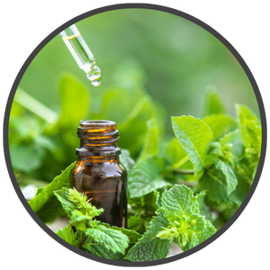 Spearmint-Oil-excrept