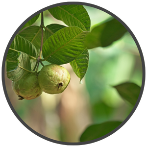 Guava-Leaf-Extract-excrept